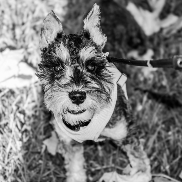 Meet your Posher, Minette - Picture 5 of 15